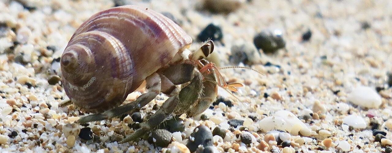 Hermit Crab Marine Life Crab Sea  - EllenChan / Pixabay