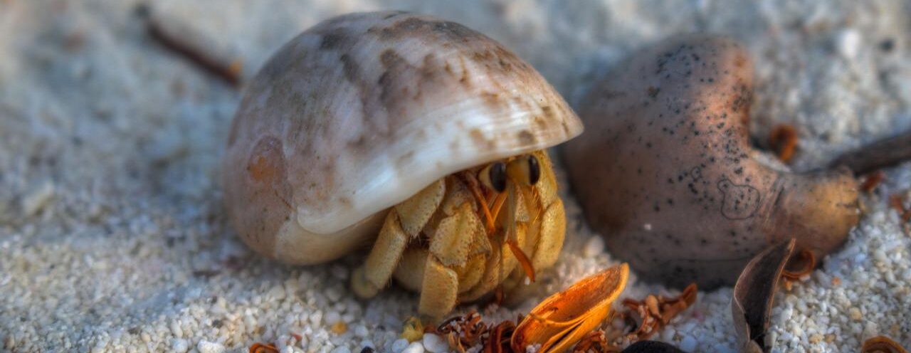 Hermit Crab White Shell Macro  - JonnyBelvedere / Pixabay
