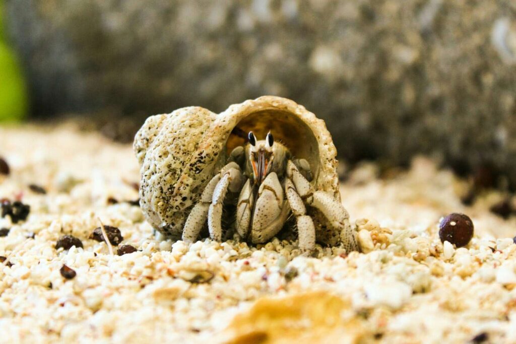 7 Reasons to Clean a Hermit Crab Aquarium Hermit Crab World