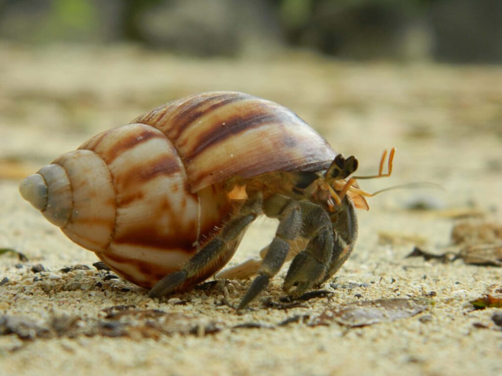 5 Simple Steps to Cure Hermit Crab Mites - Hermit Crab World