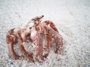 Hermit Crab Without Shell – Hermit Crab World
