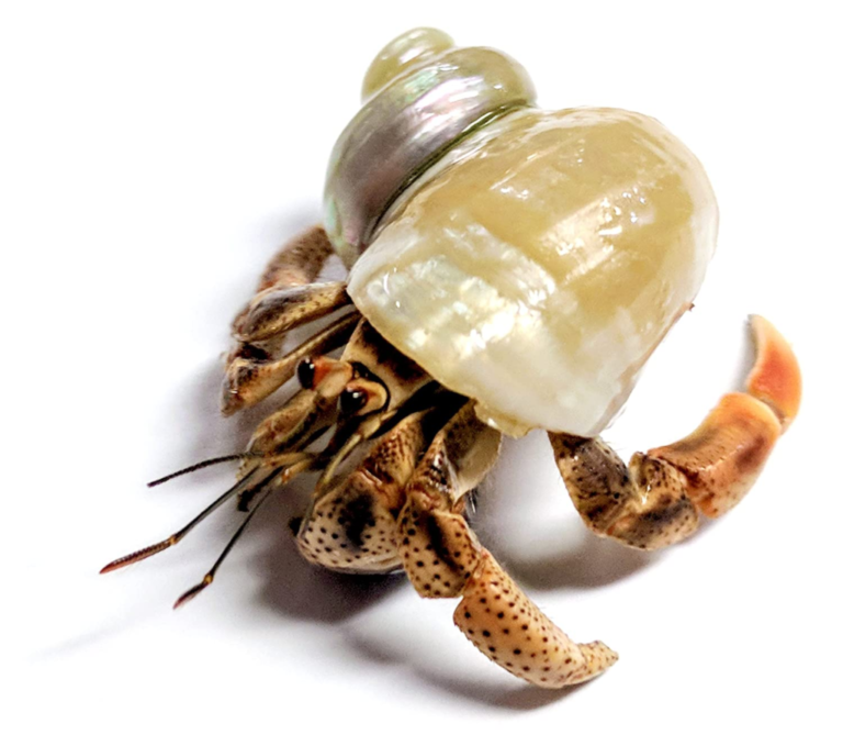 Where Can I Buy Hermit Crabs? – Hermit Crab World
